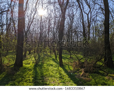 spring forest. landscape with beautiful green grass and forest. tree shadows