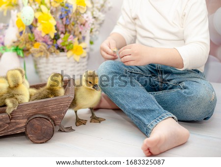 Toddler's hands that pet little ducklings. Easter photo shoot for children