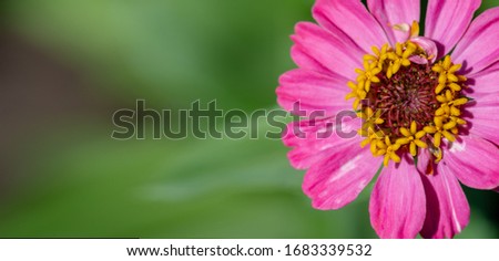 Zinnia is a genus of sunflower plants in the daisy family. They come from shrubs and dry pastures in an area that extends from the southwestern United States to South America.