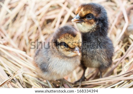 Just giving birth chickens in a nest  Royalty-Free Stock Photo #168334394