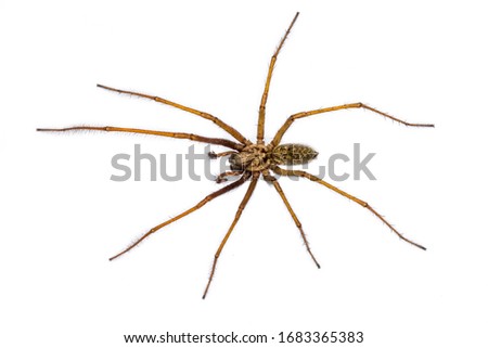 Giant house spider (Eratigena atrica) top down view of arachnid with long hairy legs isolated on white background Royalty-Free Stock Photo #1683365383