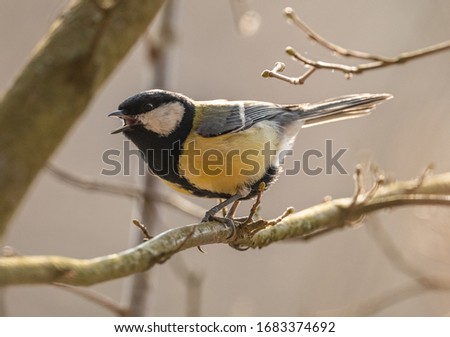 The great tit (Parus major) bird singing on a branch, animal wild Royalty-Free Stock Photo #1683374692