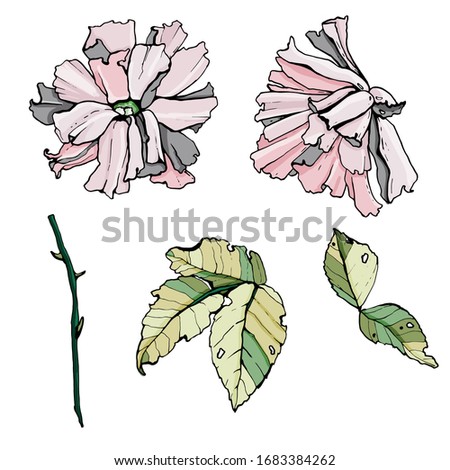 Set of rose flowers. Isolated over white background. Vector graphics.