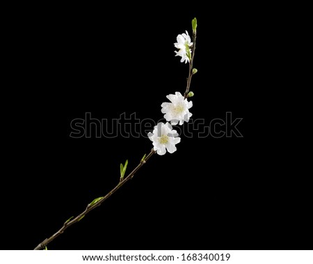Beautiful flowers blooming cherry on a black background