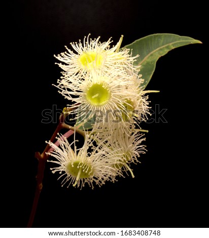 white gum tree flower on a black background or eucalyptus flower 