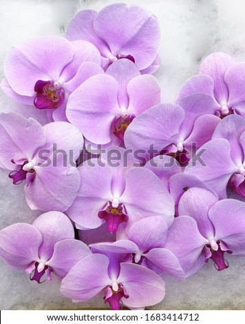 Pink orchid flower bunch.  Exotic pink blossom



