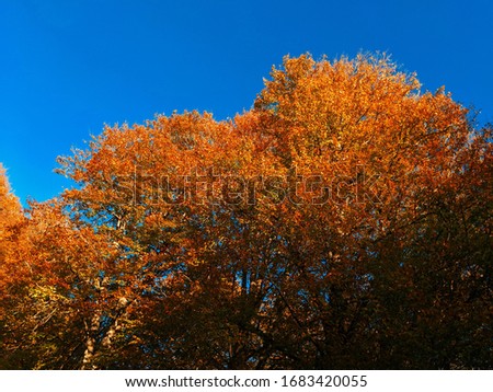beautiful sky trees and autumn