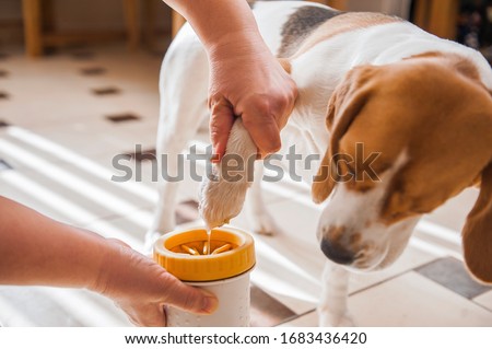 the mistress washes the dog’s paws for a beagle and wipes the wet paws with a rag. glass for washing paws. paw washing device Royalty-Free Stock Photo #1683436420