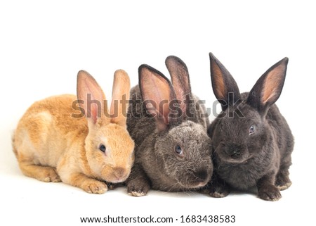 Three Cute Black, red brown and gray rex rabbits isolated on white background