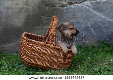 brown puppy in a wicker basket on the grass