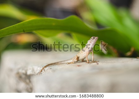 Gray lizard on a stone against the background of a green tropical leaf. Reptile close-up. Iguana, lizard, monitor lizard.