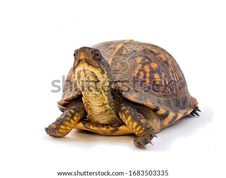 Closeup Focus Stacked Image of a Mature Eastern Box Turtle on a White Background        