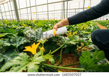 Male farmer applying insects for biological pest control in an organic zucchini crop in a greenhouse in Almería. Integrated pest management technique in the field of crops.  Royalty-Free Stock Photo #1683507037