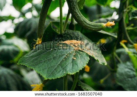 Cucumber plants growing in a traditional greenhouse in Almería. Integrated pest management technique in the field of crops. Integrated fight Royalty-Free Stock Photo #1683507040