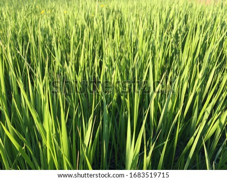 Bright grass in macro photo. An image of a lawn from an unusual angle. You can use the photo for advertising, background and interior.