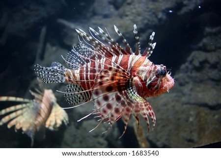 Lion Fish Close up