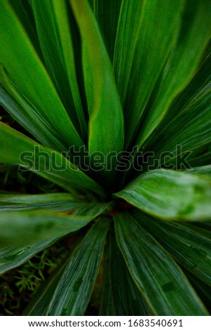 
green palm leaves close up