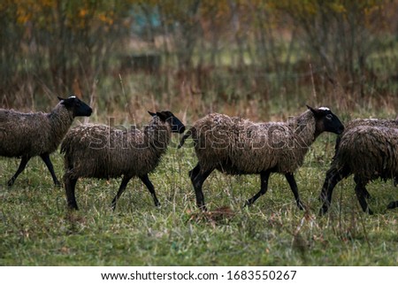 Sheep white with a black head in a pen in the stable on a farm. Raising cattle on a ranch, pasture