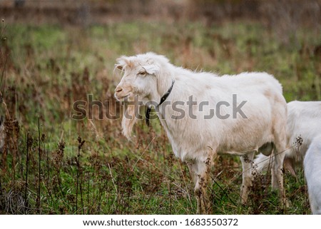 White goat in a meadow on a farm. Raising cattle on a ranch, pasture