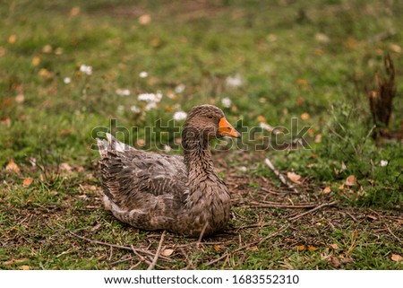 Gray goose in a pen in the stable on a farm. Raising cattle on a ranch, pasture