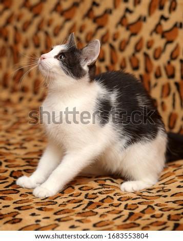 white with black young cat on a brown background