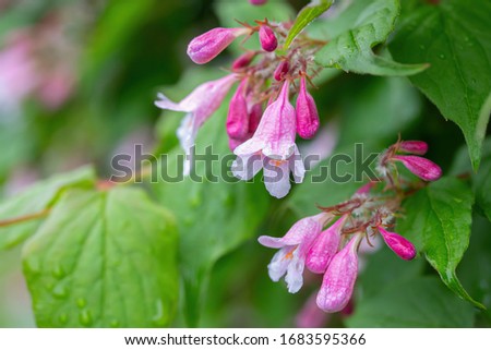 Small branch of few Weigela Florida Pink princess hardy plant with rose pink tubular foxglove