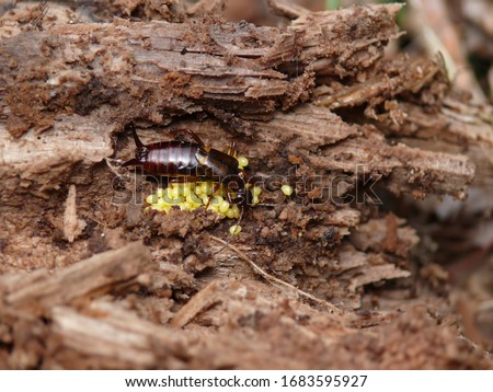Female Earwig protecting her eggs. Dark brown earwig with yellow eggs.