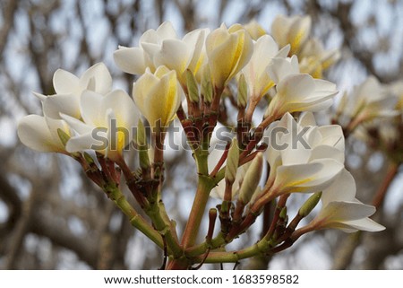 Plumeria flowers or Frangipani flowers on tree , spa flower, white flowers background