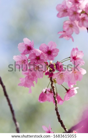 This cherry blossom is called "Youkou" in Japan.
Scientific name is Prunus campanulata 'Yoko' .