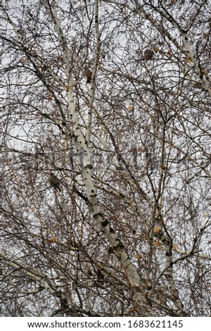 Waxwing (lat. Bombycilla garrulus) flew in and sat on a birch. A tree without leaves. Spring landscape. Vertical photo.