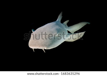 A Nurse Shark in Grand Cayman Royalty-Free Stock Photo #1683635296