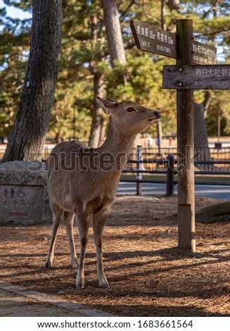 A picture of one of the sika deers that roam the Nara Park (Nara).