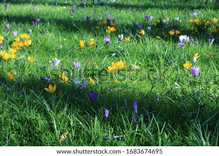 colorful flowers in the garden in spring