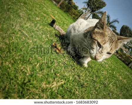cat sitting on field nature photography