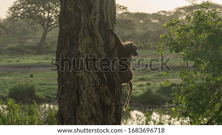 Baboon monkey in Serengeti National Park 