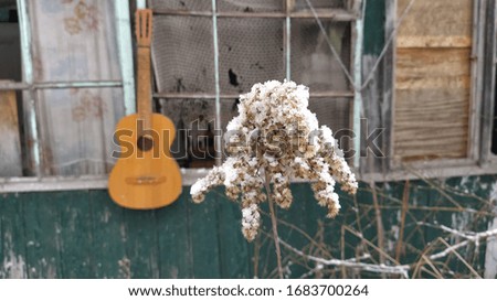 dry grass and flowers covered with snow. Russian village in the snow blurred photo