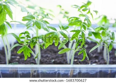 young tomato seedlings in a plastic container on a window at home