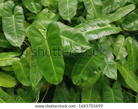Beautiful heart shaped leaves for the background