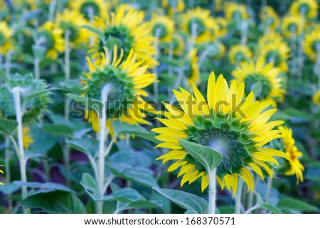 sunflowers field, selective focus on single sunflower from behind