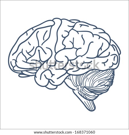 Brain. Sketch vector element for medical or health care design