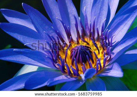 Macro Fresh Bloom Blue Nymphaea Water lily or Lotus Flower on the lotus lake - Floral backdrops and beautiful details Blue concept                              