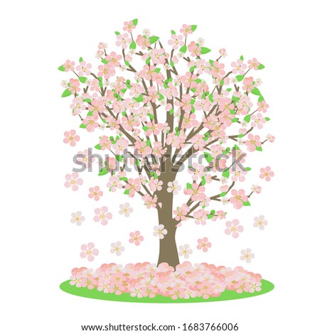 Sakura or cherry tree 
which finish blooming. Pink flower fall on green grass. Romantic illustration in flat style. Bright vector on spring theme.