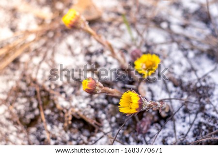 Suddenly snowed in spring. Yellow dandelions in the frost close-up.