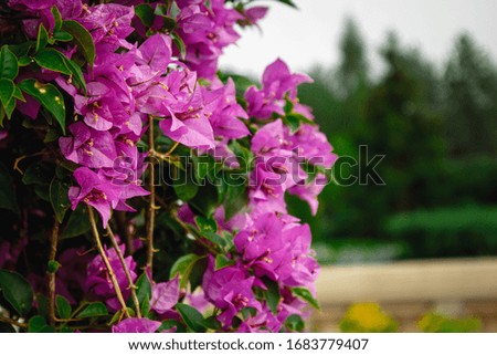 Summer violet flower bush close up