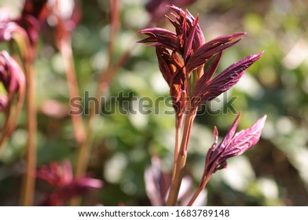 selective focus on a sprout of peony leaves, defocused background