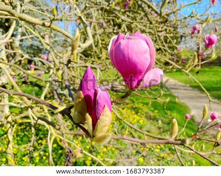 purple pink magnolia flower. Magnolia soulangeana on branch tree againt green nature background