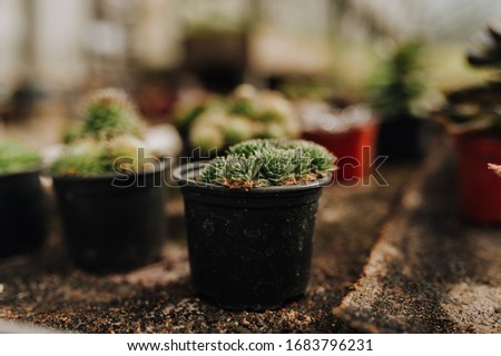 Garden center and wholesale supplier concept. Many different cacti in flower pots in flowers store on the shelves of trolley. Lot of potted small cactus and succulent plants sale.