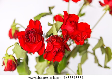 Bouquet of beautiful red roses on light background close up