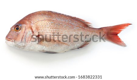 japanese red sea bream, Tai, Madai snapper, pagrus major isolated on white background Royalty-Free Stock Photo #1683822331