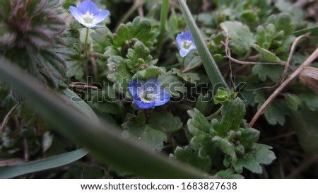 Group of many small blue forget me not or Scorpion grasses flowers, Myosotis, in a garden in a sunny spring day, beautiful outdoor floral background photographed with soft focus